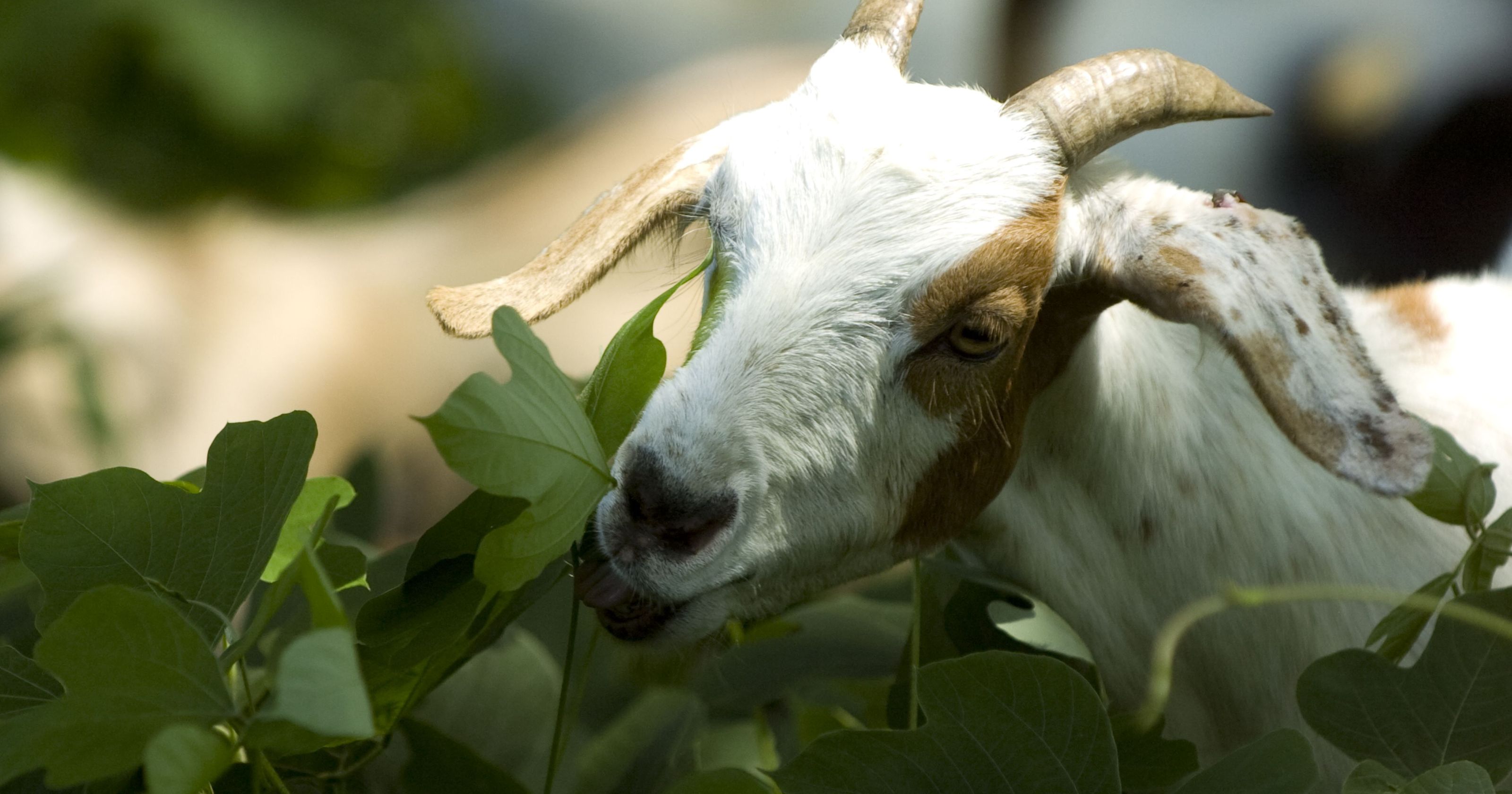 Goat eating kudzu.jpg